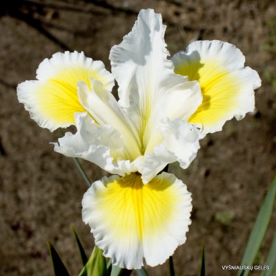 Iris 'Angel's Smile'