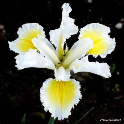 Iris 'Angel's Smile'