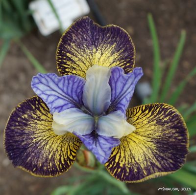 Iris 'Art In Bloom' (2)