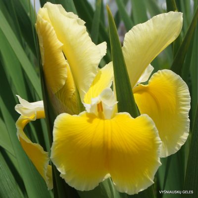Iris 'Barleycorn'