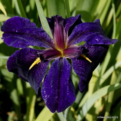 Iris ‘Black Gamecock’