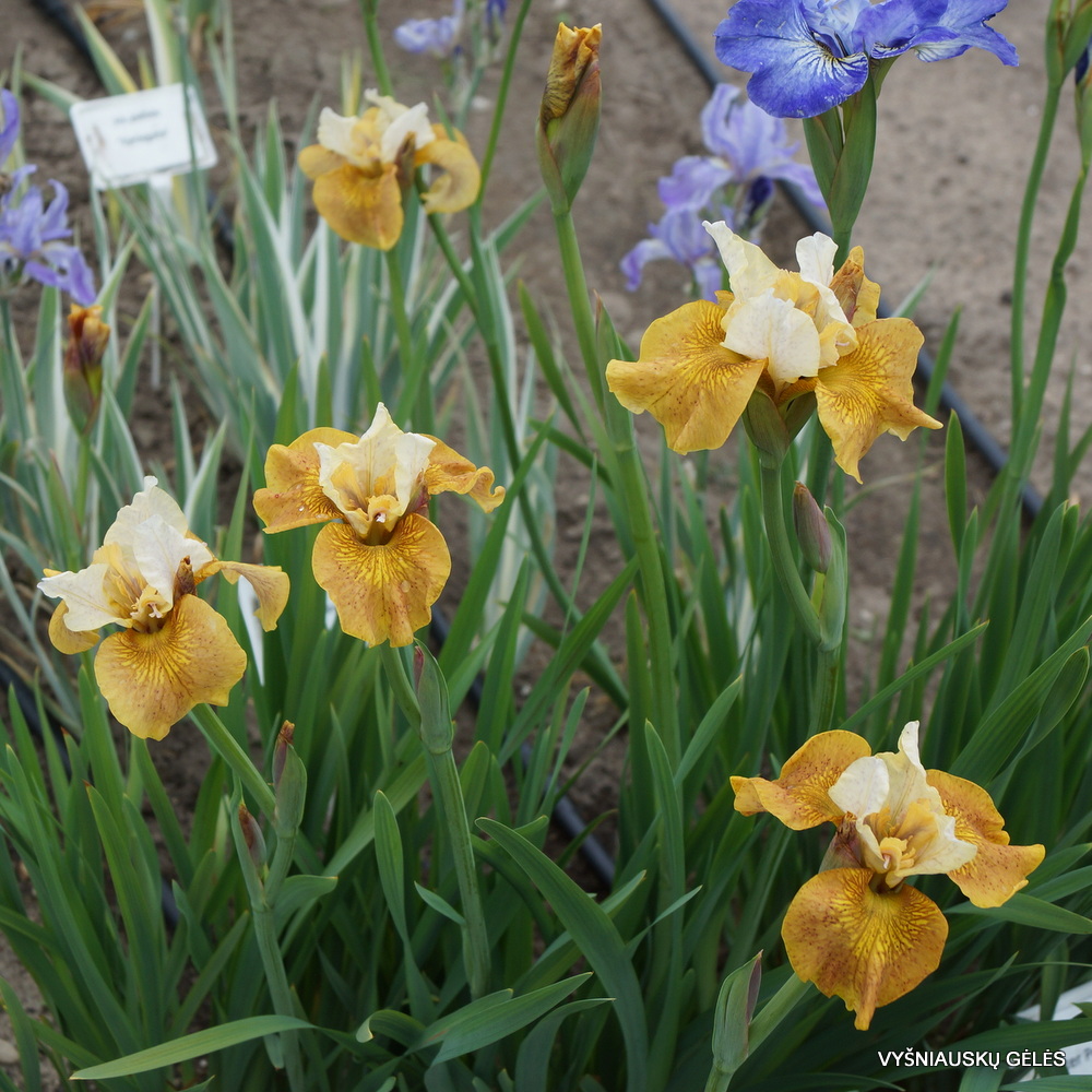 Iris 'Butterscotch Fizz' (3)