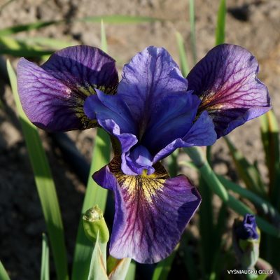 Iris 'Colorflash' (2)