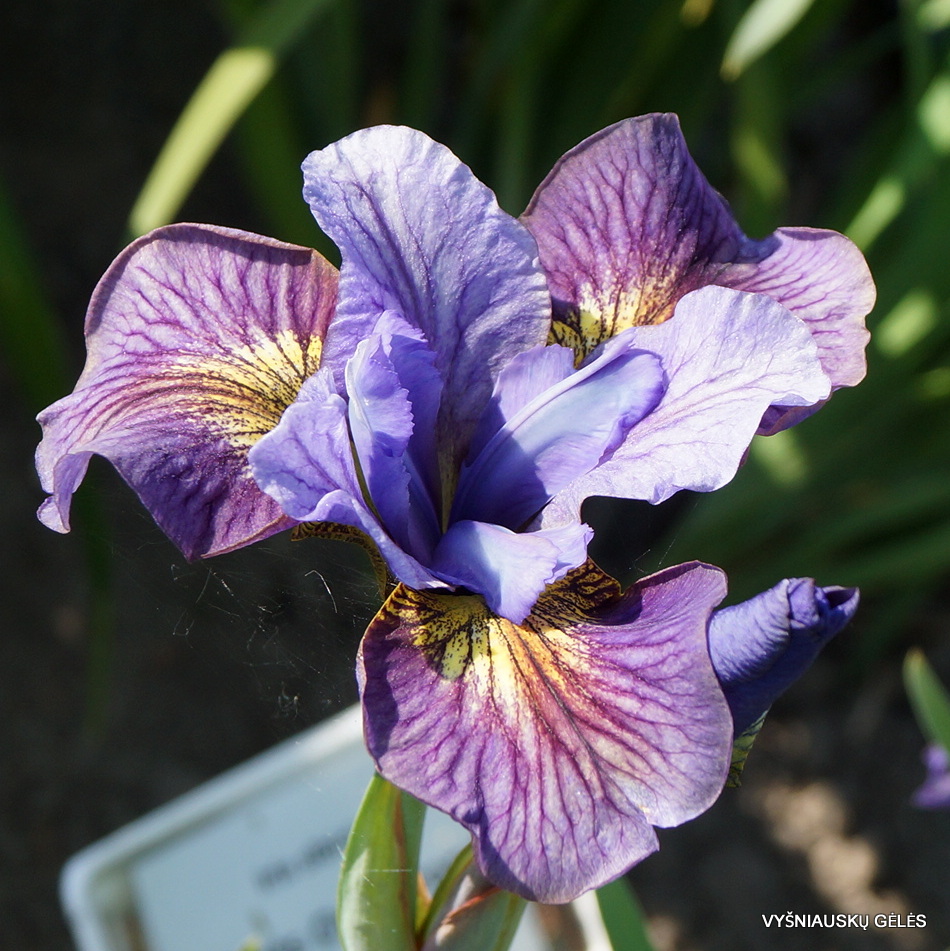 Iris 'Colorflash'