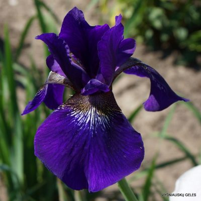 Iris ‘Dreiquellentochter’
