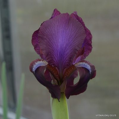 Iris 'Dunshanbe' (2)