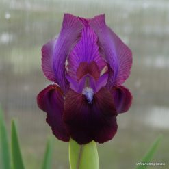 Iris 'Dunshanbe'