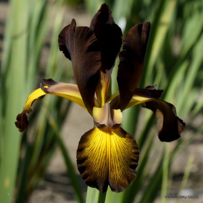 Iris 'Dzūkija'