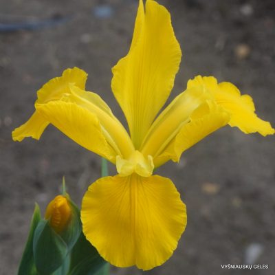 Iris 'Golden Ducat' (2)