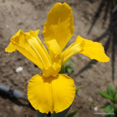 Iris ‘Golden Ducat’