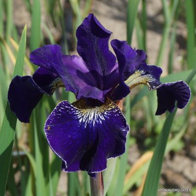 Iris ‘Harpswell Velvet’