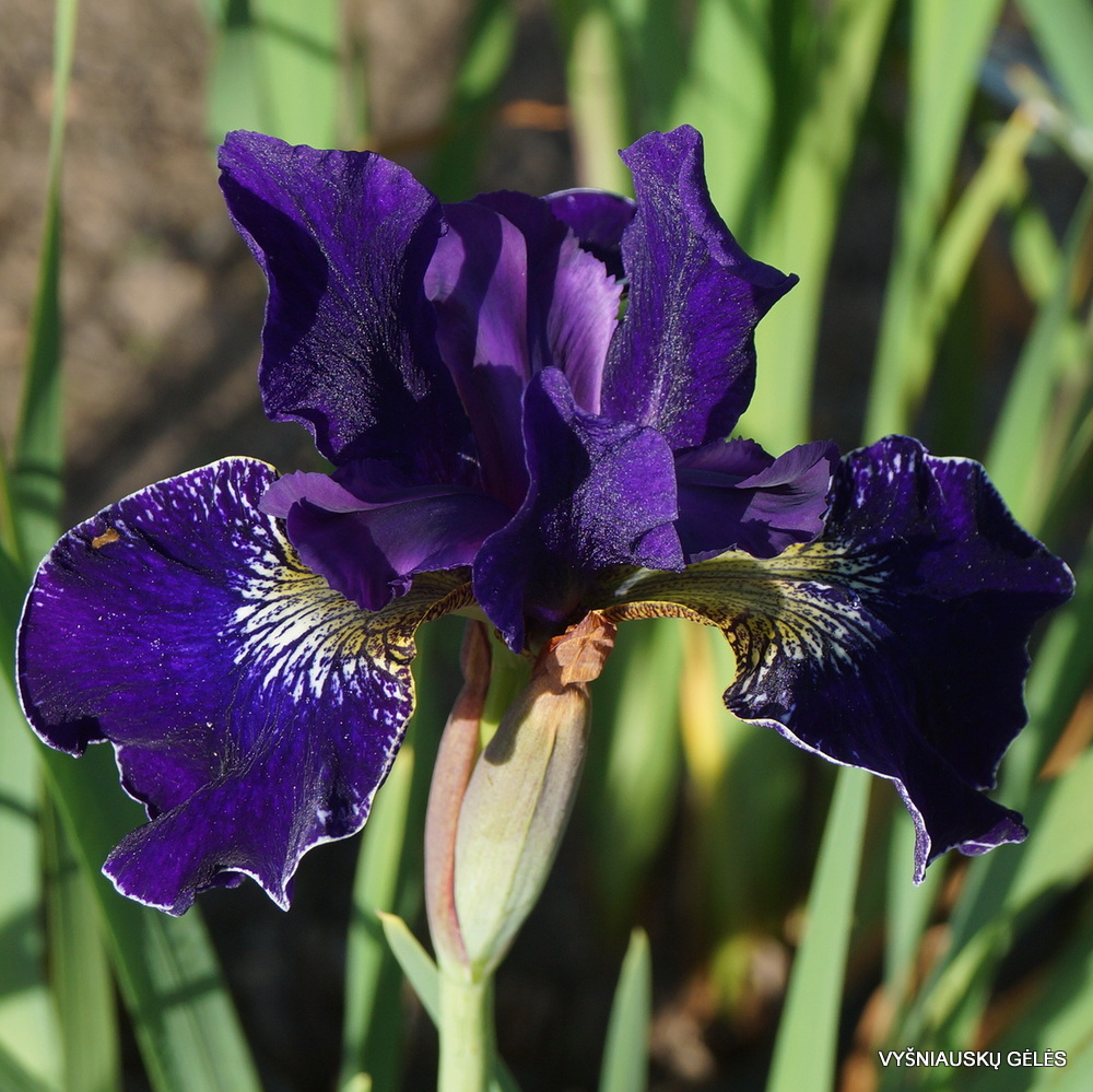 Iris 'Harpswell Velvet' (2)