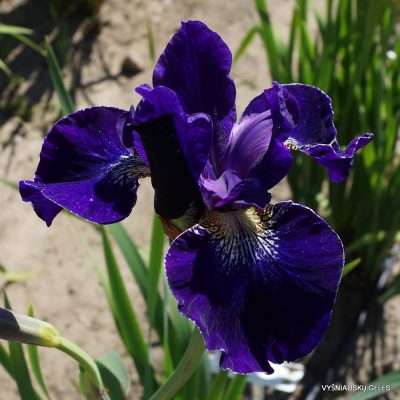 Iris 'Harpswell Velvet' (2)