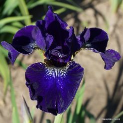Iris 'Harpswell Velvet'