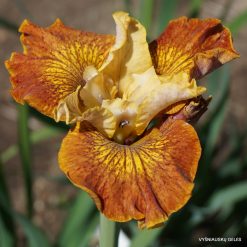 Iris 'Honeycomb Rock'