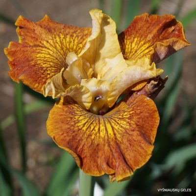 Iris 'Honeycomb Rock'