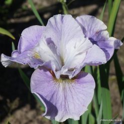 Iris 'Jugendtraum'