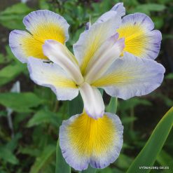Iris 'Lietuvos Galiūnai'