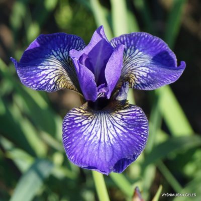 Iris ‘Lilie Von Darmstadt’