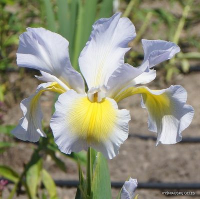 Iris 'Minneopa' (2)