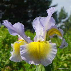 Iris 'Minneopa'