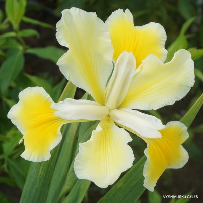 Iris 'Oregon Cream' (2)