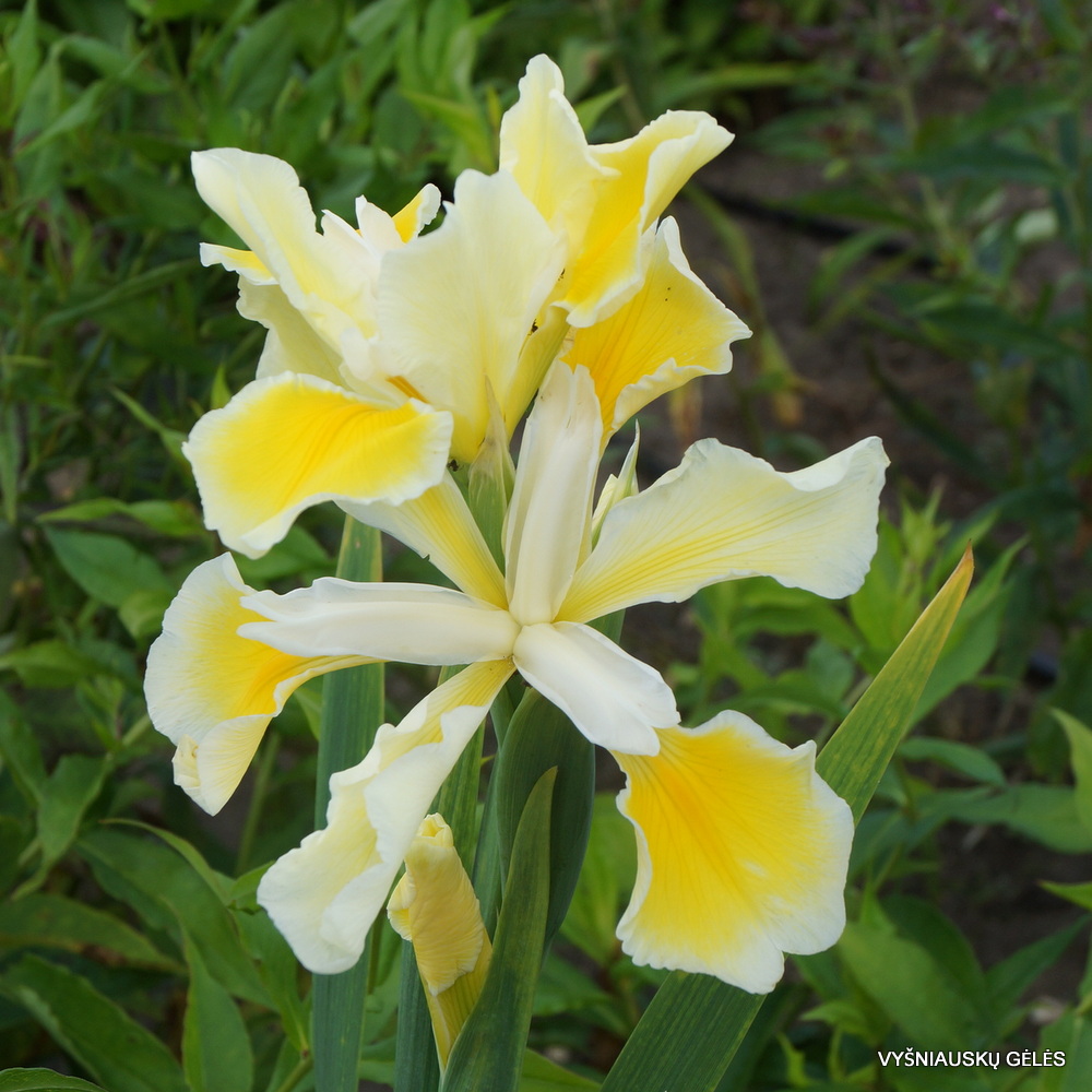Iris 'Oregon Cream' (3)
