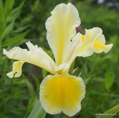 Iris ‘Oregon Cream’