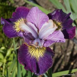Iris 'Oriental Carpet'