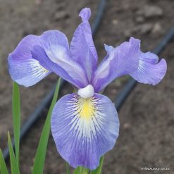 Iris 'Pacific Wildwood'