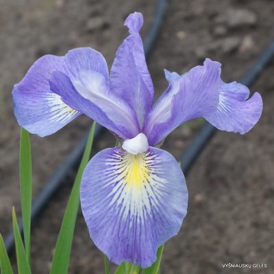 Iris ‘Pacific Wildwood’