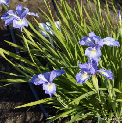 Iris 'Pacific Wildwood'