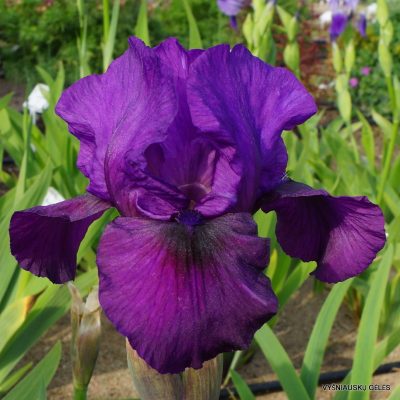 Iris ‘Parable’