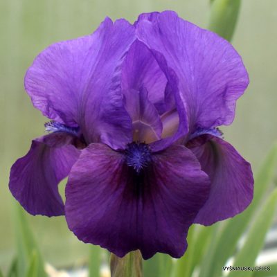 Iris ‘Parable’