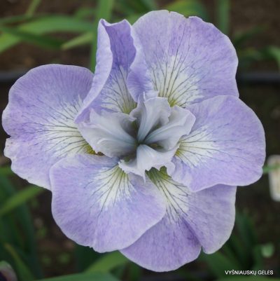 Iris ‘Pure Flattery’