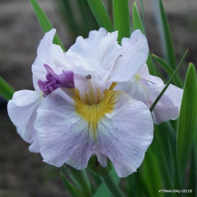 Iris ‘Purple Web’