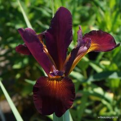 Iris 'Red Oak'