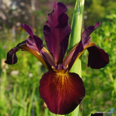 Iris ‘Red Oak’