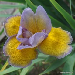 Iris 'Rosy Dawn'