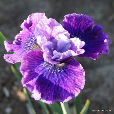 Iris 'Ruby Peacock' (2)