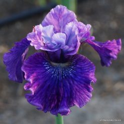 Iris 'Ruby Peacock'