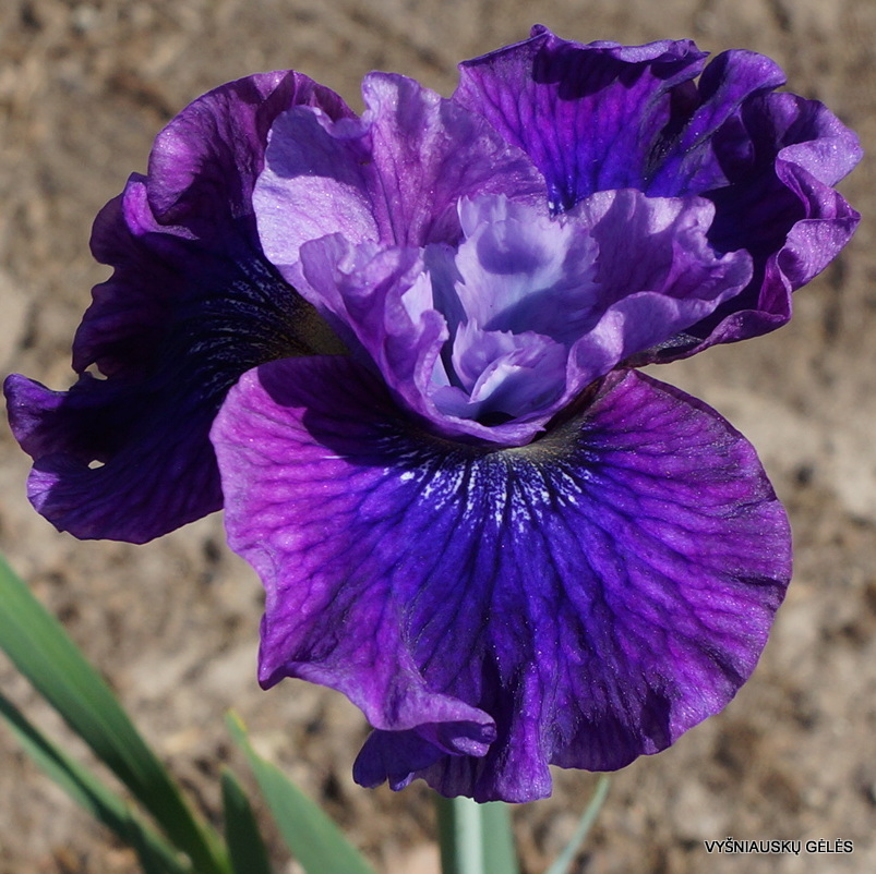 Iris 'Ruby Peacock' (3)