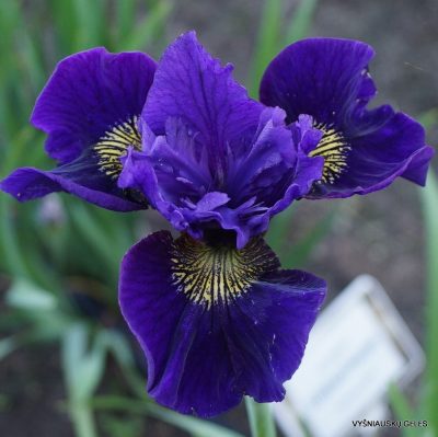 Iris 'Ruffled Velvet'