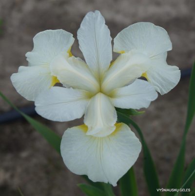 Iris ‘Sibirischer Frühling’