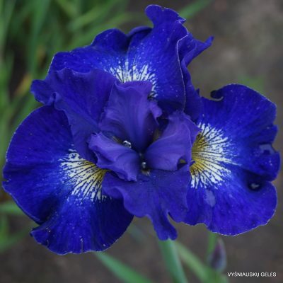 Iris 'Silesian Blue'
