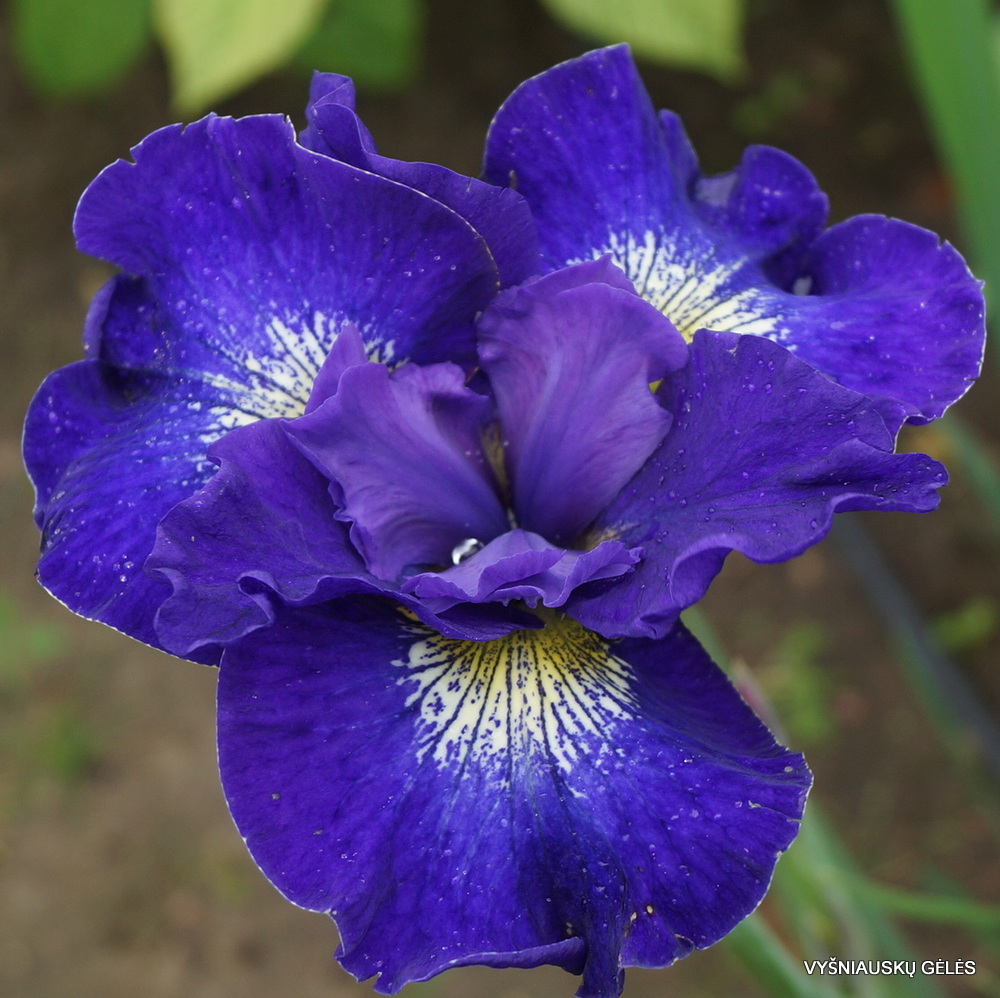 Iris 'Silesian Blue' (2)