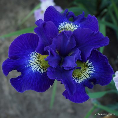 Iris ‘Silesian Blue’