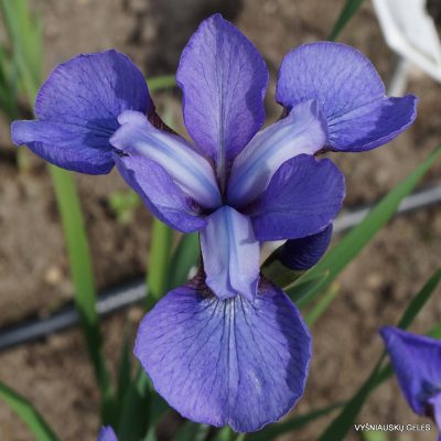 Iris ‘Simply Delightful’