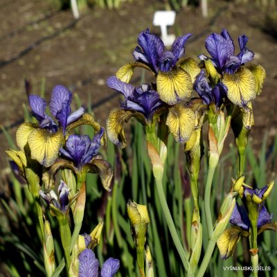 Iris 'So Van Gogh'