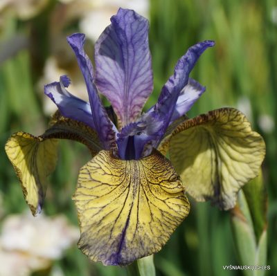 Iris ‘So Van Gogh’